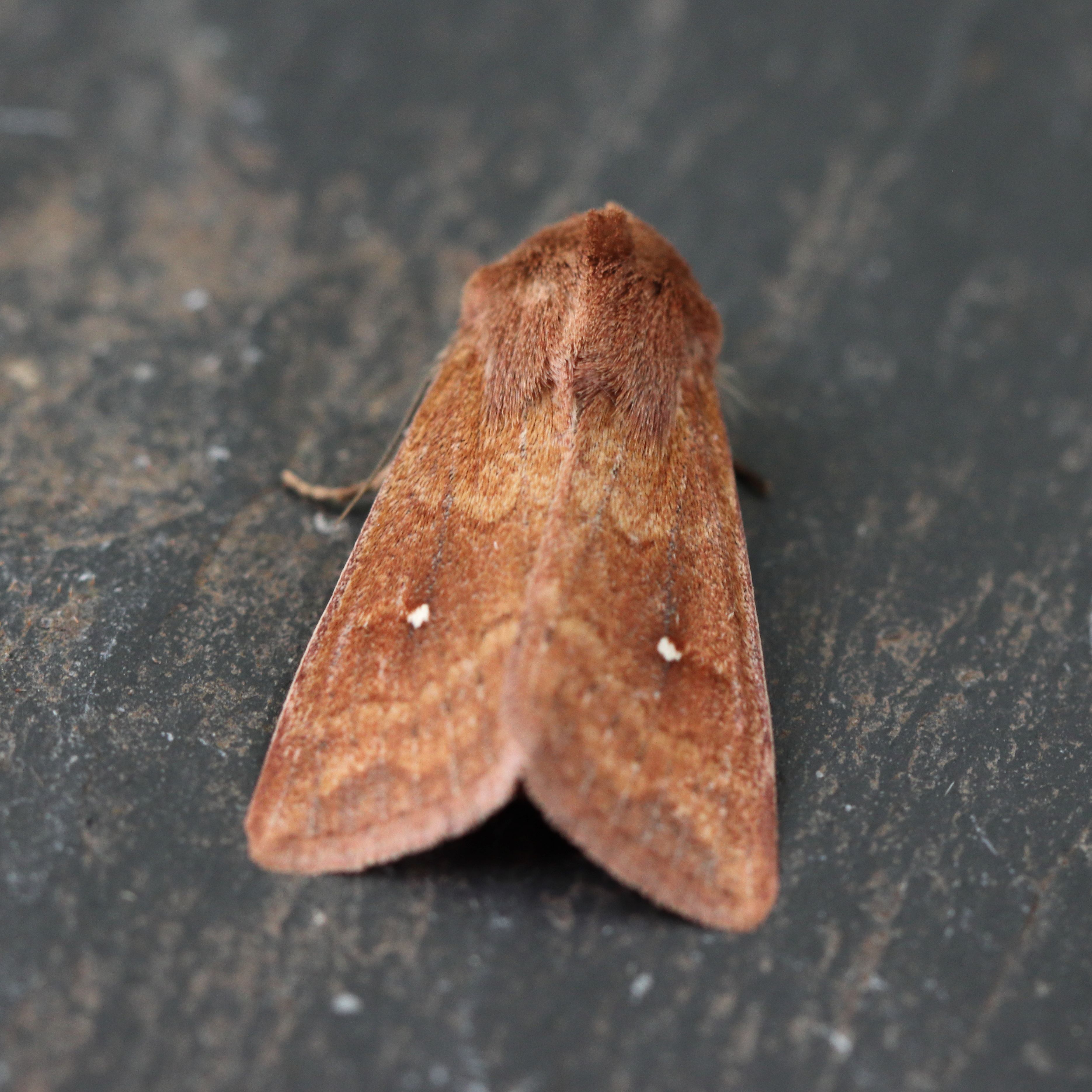 Photo of White-point (Mythimna albipuncta)